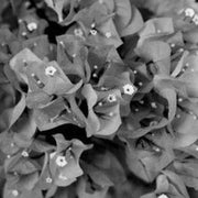 Black Bougainvillea Seeds