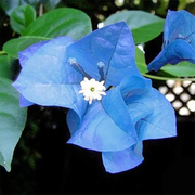 Blue Spectabilis Bougainvillea Seeds