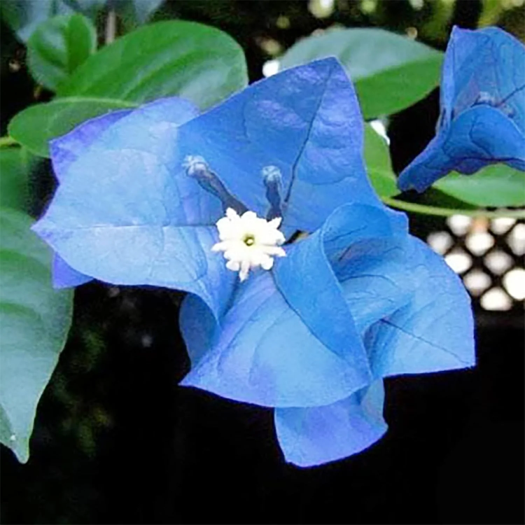 Blue Spectabilis Bougainvillea Seeds