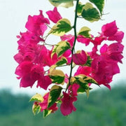 Bold Dark Pink Bougainvillea Seeds