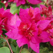 Bold Dark Pink Bougainvillea Seeds
