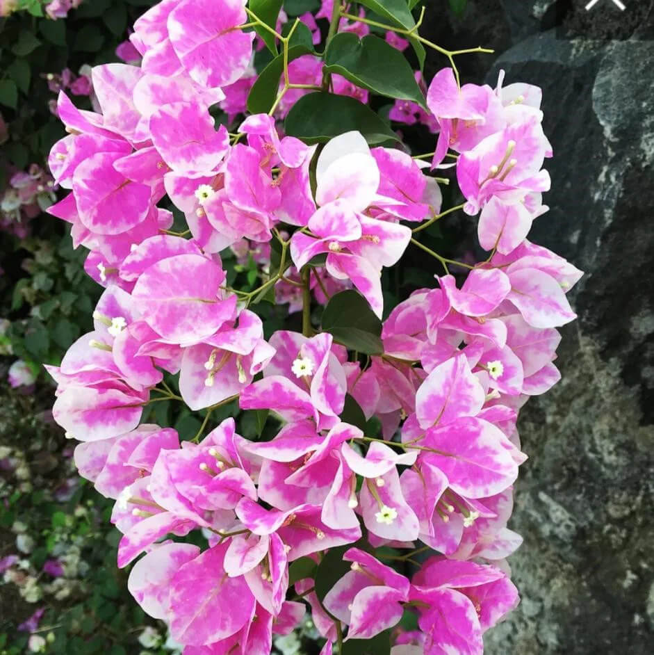 Cherry Blossom Bougainvillea Seeds