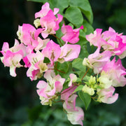 Cherry Blossom Bougainvillea Seeds
