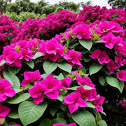 Dark Pink Maroon Bougainvillea Seeds