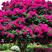 Dark Pink Maroon Bougainvillea Seeds