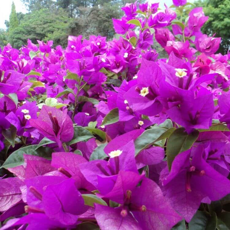 Elizabeth Angus Bougainvillea Seeds
