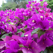 Elizabeth Angus Bougainvillea Seeds