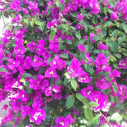 Elizabeth Angus Bougainvillea Seeds