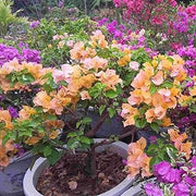 Fragrant Blossoms Bougainvillea Seeds