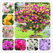 Fragrant Blossoms Bougainvillea Seeds