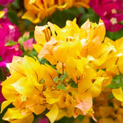 Golden Glow Bougainvillea Seeds