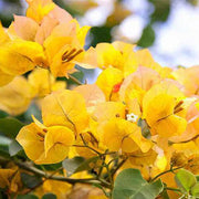 Golden Glow Bougainvillea Seeds