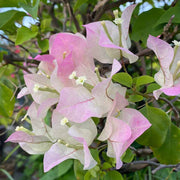 Light Pink Bougainvillea Seeds