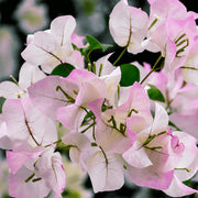 Light Pink Bougainvillea Seeds