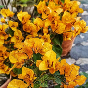 Mahara Orange Bougainvillea Seeds