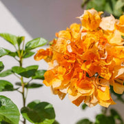Mahara Orange Bougainvillea Seeds