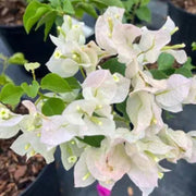 Mauna Kea White Bougainvillea Seeds