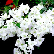 Miss Alice Bougainvillea Seeds