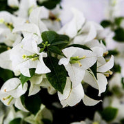 Miss Alice Bougainvillea Seeds