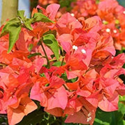 Orange Pink Heirloom Wildflower Bougainvillea Seeds