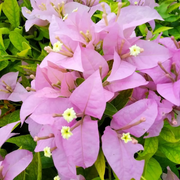 Pink Bougainvillea Seeds