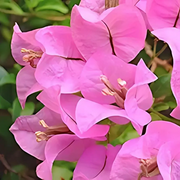 Pink Bougainvillea Seeds