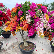 Pink Yellow Bougainvillea Seeds