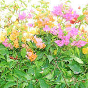 Pink Yellow Bougainvillea Seeds