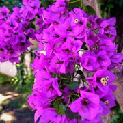 Royal Purple Bougainvillea Seeds