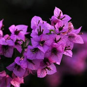 Royal Purple Bougainvillea Seeds