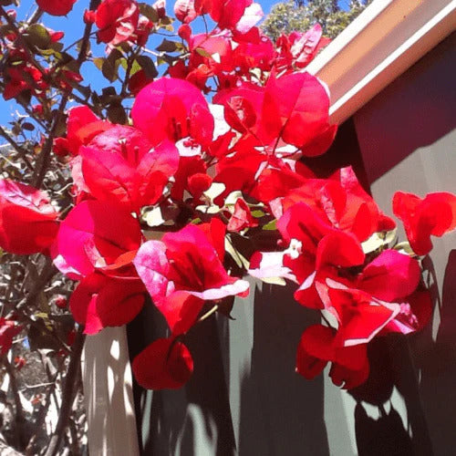 Scarlett O'Hara Bougainvillea Seeds