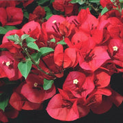 Scarlett O'Hara Bougainvillea Seeds