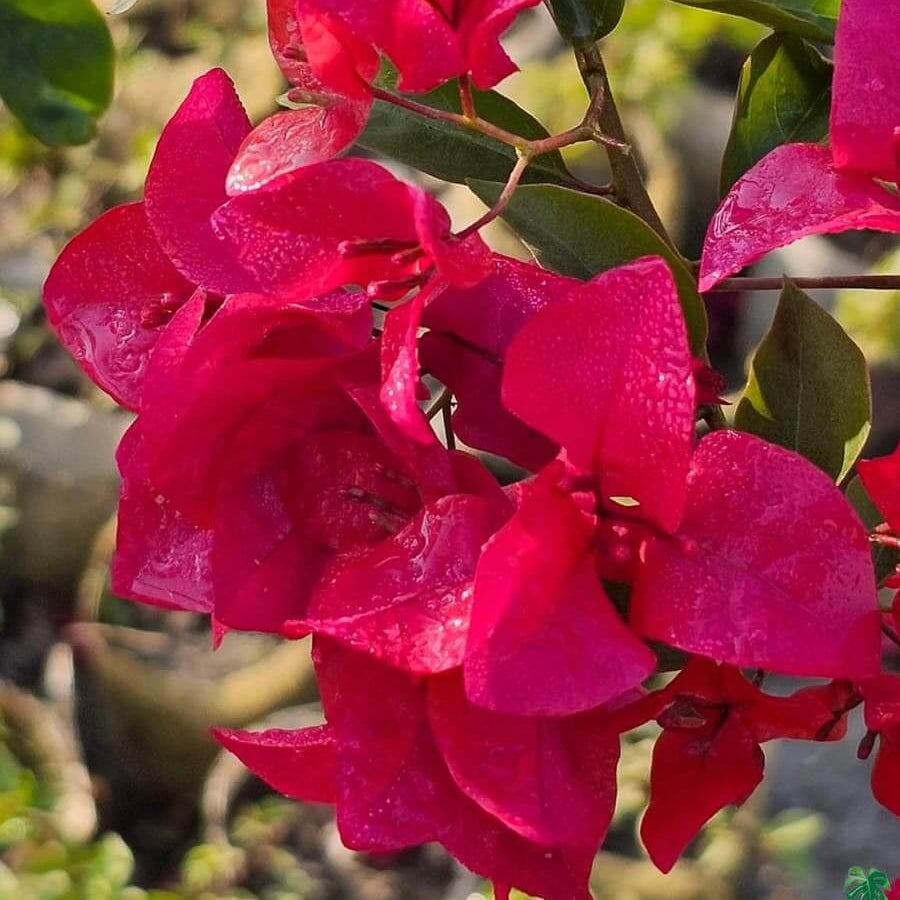Barbara Karst Bougainvillea Seeds