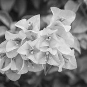 Black Bougainvillea Seeds