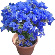 Blue Spectabilis Bougainvillea Seeds