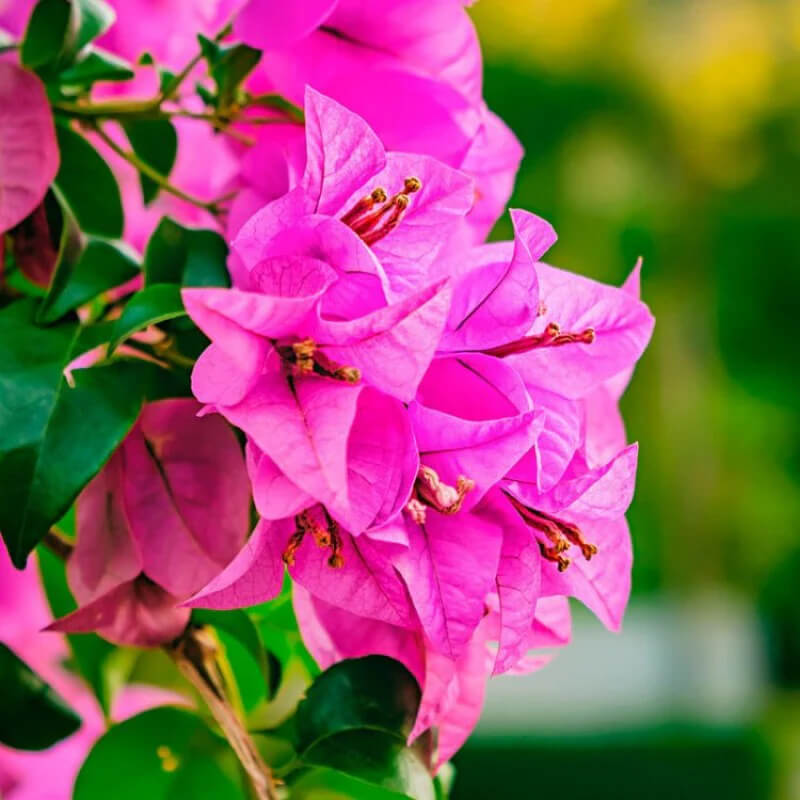 Bold Dark Pink Bougainvillea Seeds