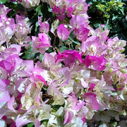 Cherry Blossom Bougainvillea Seeds