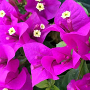 Elizabeth Angus Bougainvillea Seeds