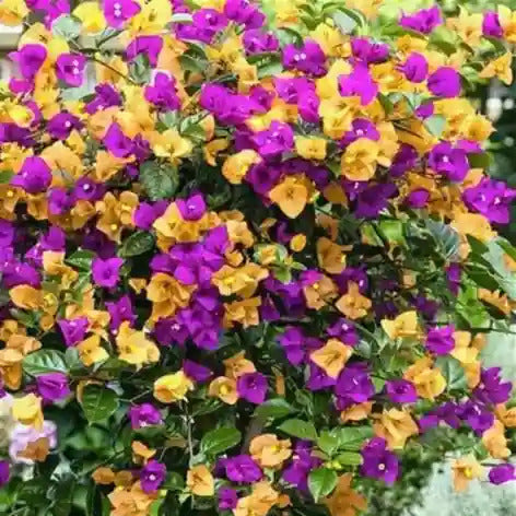 Fragrant Blossoms Bougainvillea Seeds