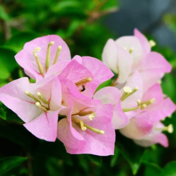 Light Pink Bougainvillea Seeds
