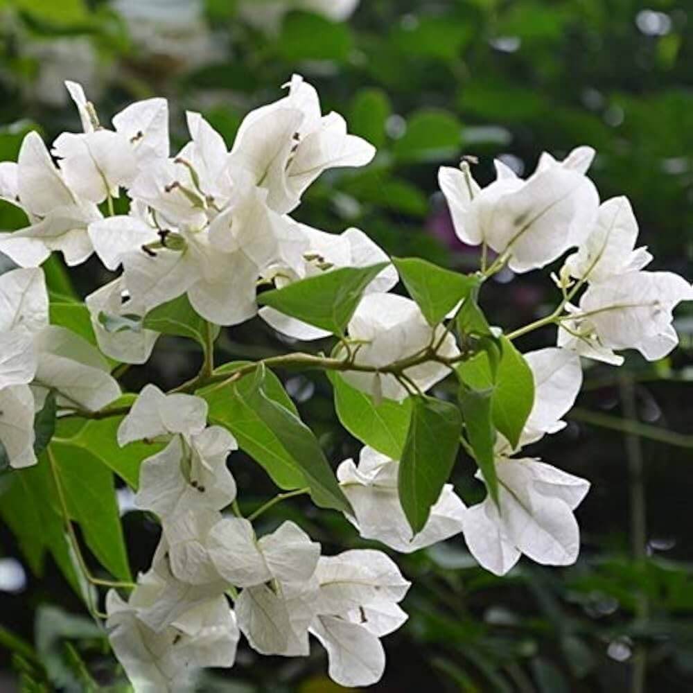 Mauna Kea White Bougainvillea Seeds