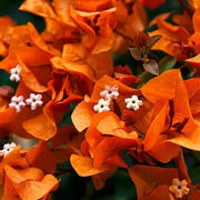 Orange Pink Heirloom Wildflower Bougainvillea Seeds
