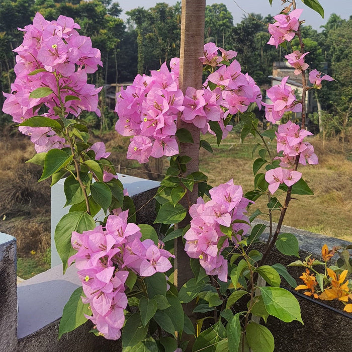 Pink Bougainvillea Seeds