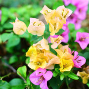 Pink Yellow Bougainvillea Seeds