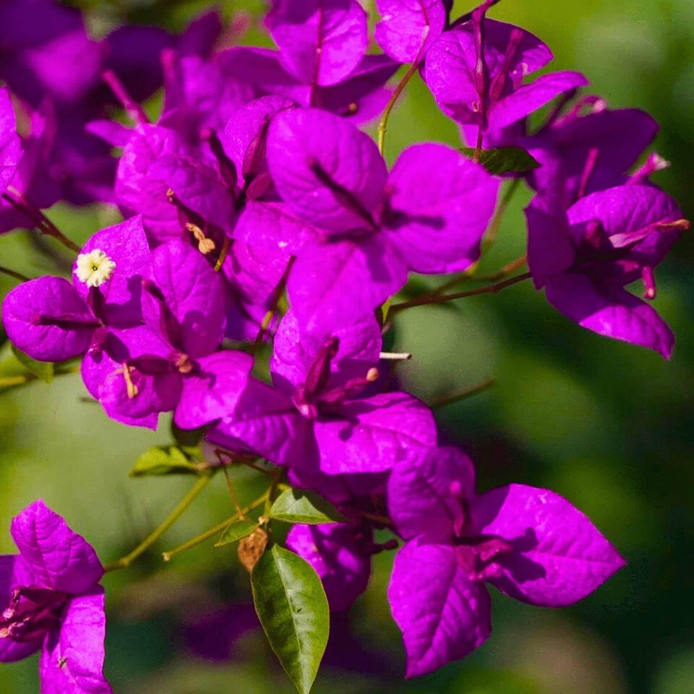 Royal Purple Bougainvillea Seeds