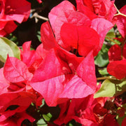 Scarlett O'Hara Bougainvillea Seeds