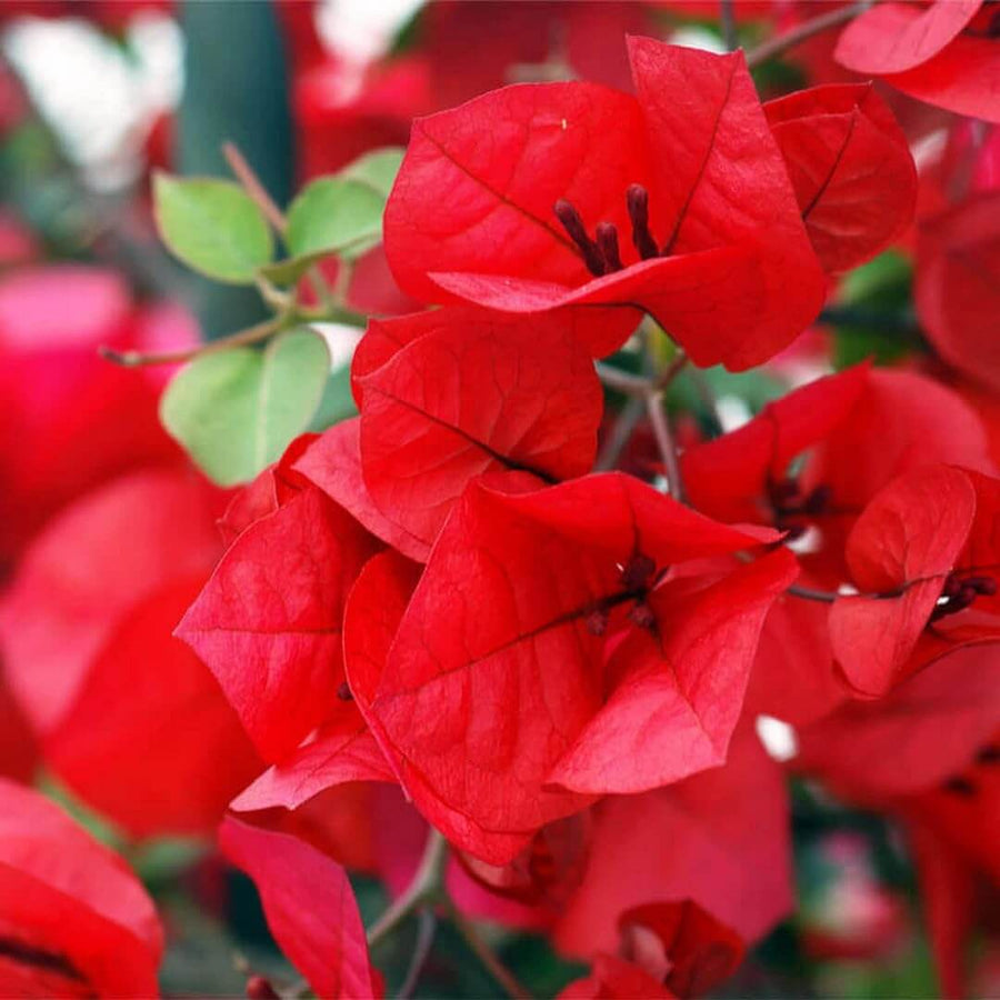 Texas Dawn Bougainvillea Seeds