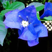Tropical Climbing Vine Bougainvillea Seeds