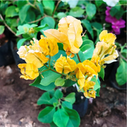 Yellow Bougainvillea Seeds