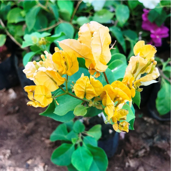 Yellow Bougainvillea Seeds
